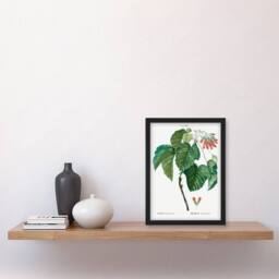 Artery8 Pierre J Redoute Framed Wall Art Acer Tataricum Vintage Botanical in White - Size: A4 - thumbnail 2