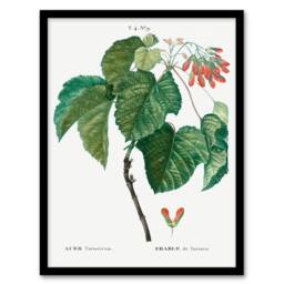 Artery8 Pierre J Redoute Framed Wall Art Acer Tataricum Vintage Botanical in White - Size: A4 - thumbnail 1