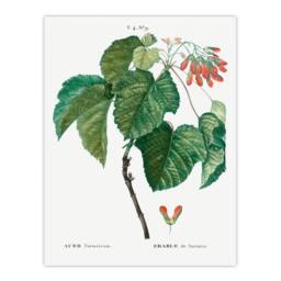 Artery8 Pierre J Redoute Framed Wall Art Acer Tataricum Vintage Botanical in White - Size: A4 - thumbnail 3