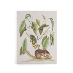 "Artery8 Ground Squirrel & Wild Nutmeg Mark Catesby Canvas Wall Art in White - Size: W18"" x H24""" - thumbnail 1
