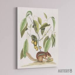 "Artery8 Ground Squirrel & Wild Nutmeg Mark Catesby Canvas Wall Art in White - Size: W18"" x H24""" - thumbnail 2