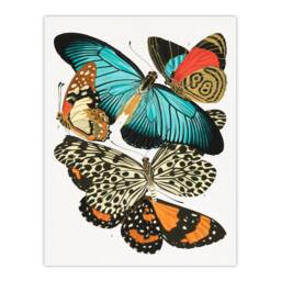 "Artery8 Vintage Butterflies Blue & Orange Vintage Wall Art Print Seguy - Size: W12"" x H16""" - thumbnail 1