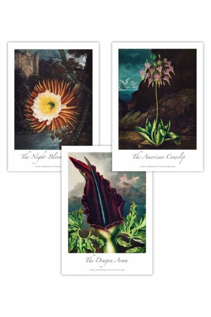 ARTZE Set of 3 Vintage Exotic Flowers Botanical Art Posters in Green - Size: W50 cm x H70 cm - image 1