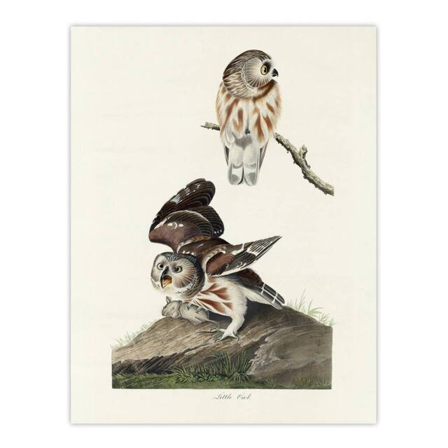"Artery8 Birds Of America Little Owls Audubon Nature Wall Art Print Poster in White - Size: W12"" x H16""" - image 1