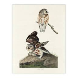 "Artery8 Birds Of America Little Owls Audubon Nature Wall Art Print Poster in White - Size: W12"" x H16""" - thumbnail 1