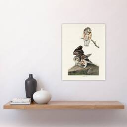"Artery8 Birds Of America Little Owls Audubon Nature Wall Art Print Poster in White - Size: W12"" x H16""" - thumbnail 4