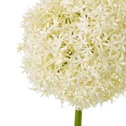 Sostter Cream Giant Allium Stem Faux Flower Arrangement - thumbnail 2
