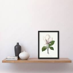 "Artery8 Saucer Magnolia Flower Redoute Vintage Framed Wall Art Print in White - Size: W12"" x H16""" - thumbnail 4
