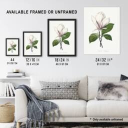 "Artery8 Saucer Magnolia Flower Redoute Vintage Framed Wall Art Print in White - Size: W12"" x H16""" - thumbnail 3