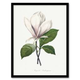 "Artery8 Saucer Magnolia Flower Redoute Vintage Framed Wall Art Print in White - Size: W12"" x H16""" - thumbnail 1