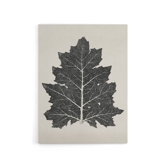 "Artery8 Black & White Leaf Drawing Owen Jones Vintage Canvas Wall Art in Beige - Size: W18"" x H24""" - image 1