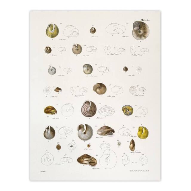 "Artery8 James De Kay Seashells Study Illustration Wall Art Print in White - Size: W12"" x H16""" - image 1