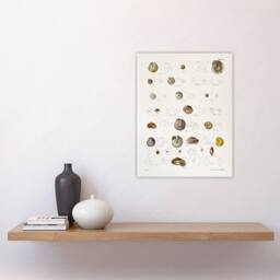 "Artery8 James De Kay Seashells Study Illustration Wall Art Print in White - Size: W12"" x H16""" - thumbnail 4