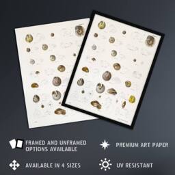 "Artery8 James De Kay Seashells Study Illustration Wall Art Print in White - Size: W12"" x H16""" - thumbnail 2