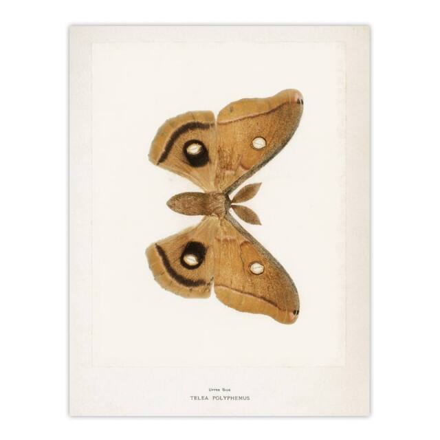 "Artery8 Polyphemus Moth Vintage Illustration Denton Wall Art Poster Print in White - Size: W12"" x H16""" - image 1