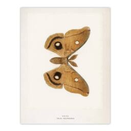 "Artery8 Polyphemus Moth Vintage Illustration Denton Wall Art Poster Print in White - Size: W12"" x H16""" - thumbnail 1