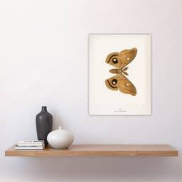 "Artery8 Polyphemus Moth Vintage Illustration Denton Wall Art Poster Print in White - Size: W12"" x H16""" - thumbnail 4