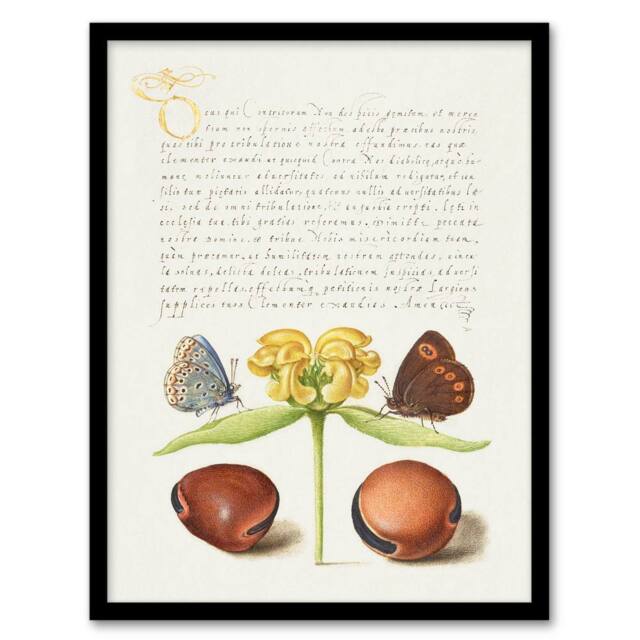 Artery8 Model Book of Calligraphy Framed Wall Art Moths Jerusalem Sage & Beans in White - Size: A4 - image 1
