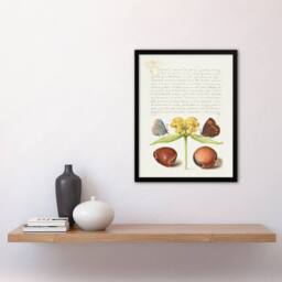 Artery8 Model Book of Calligraphy Framed Wall Art Moths Jerusalem Sage & Beans in White - Size: A4 - thumbnail 2
