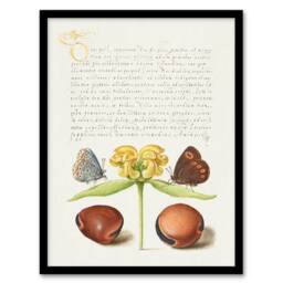 Artery8 Model Book of Calligraphy Framed Wall Art Moths Jerusalem Sage & Beans in White - Size: A4 - thumbnail 1