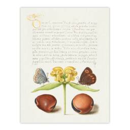 Artery8 Model Book of Calligraphy Framed Wall Art Moths Jerusalem Sage & Beans in White - Size: A4 - thumbnail 3