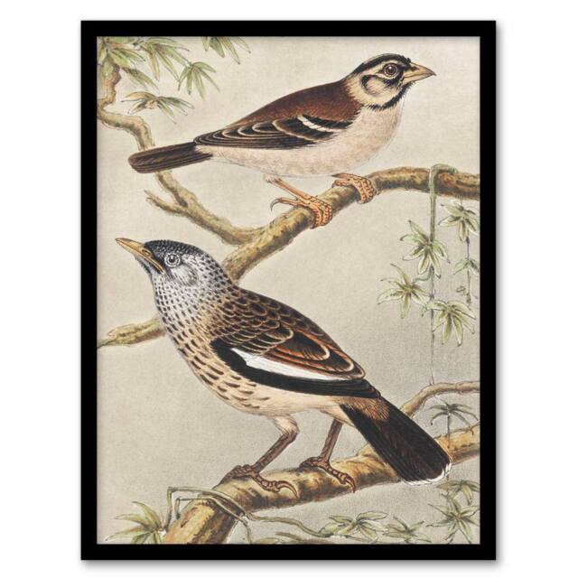 Artery8 Theo van Hoytema Framed Wall Art Print Two Birds on Tree Branches - Size: A4 - image 1