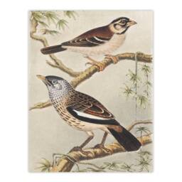 Artery8 Theo van Hoytema Framed Wall Art Print Two Birds on Tree Branches - Size: A4 - thumbnail 3