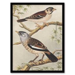 Artery8 Theo van Hoytema Framed Wall Art Print Two Birds on Tree Branches - Size: A4 - thumbnail 1