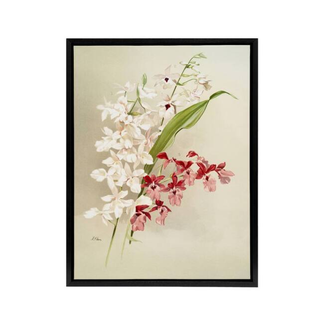 "Artery8 Frederick Sander White Pink Hybrid Orchid Flowers Framed Canvas Art - Size: W12"" x H16""" - image 1
