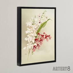 "Artery8 Frederick Sander White Pink Hybrid Orchid Flowers Framed Canvas Art - Size: W12"" x H16""" - thumbnail 2