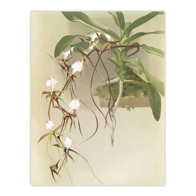 "Artery8 Frederick Sander Angraecum Caudatum Orchid Flowers Wall Art Print - Size: W12"" x H16""" - image 1