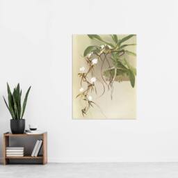"Artery8 Frederick Sander Angraecum Caudatum Orchid Flowers Wall Art Print - Size: W12"" x H16""" - thumbnail 4