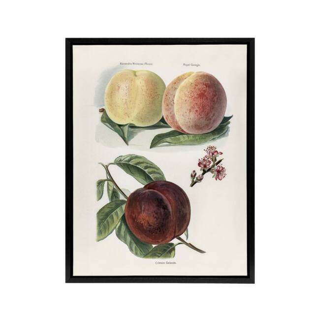 "Artery8 Vintage Illustration of Peach Varieties Wright Framed Canvas Wall Art in White - Size: W12"" x H16""" - image 1