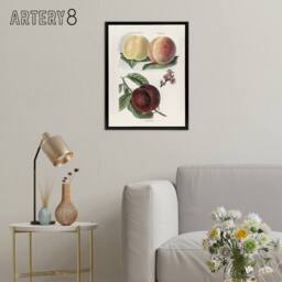 "Artery8 Vintage Illustration of Peach Varieties Wright Framed Canvas Wall Art in White - Size: W12"" x H16""" - thumbnail 3
