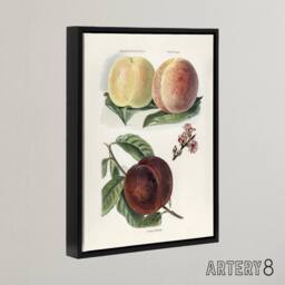 "Artery8 Vintage Illustration of Peach Varieties Wright Framed Canvas Wall Art in White - Size: W12"" x H16""" - thumbnail 2