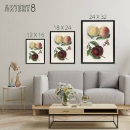 "Artery8 Vintage Illustration of Peach Varieties Wright Framed Canvas Wall Art in White - Size: W12"" x H16""" - thumbnail 4