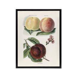 "Artery8 Vintage Illustration of Peach Varieties Wright Framed Canvas Wall Art in White - Size: W12"" x H16""" - thumbnail 1