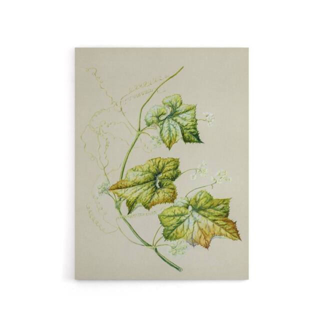 "Artery8 New Zealand Sicyos Australis Mawhai Plant Featon Canvas Wall Art Print in Beige - Size: W12"" x H16""" - image 1