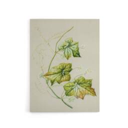 "Artery8 New Zealand Sicyos Australis Mawhai Plant Featon Canvas Wall Art Print in Beige - Size: W12"" x H16""" - thumbnail 1