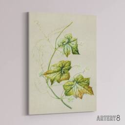 "Artery8 New Zealand Sicyos Australis Mawhai Plant Featon Canvas Wall Art Print in Beige - Size: W12"" x H16""" - thumbnail 2