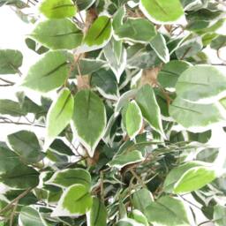 Leaf 130cm Artificial Variegated Bushy Ficus Tree Silver Planter in Green - thumbnail 2