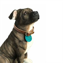 Animal Crackers Large Staffordshire Bull Terrier Brindle Brown Dog Figurine By Leonardo, height 26cm - thumbnail 4