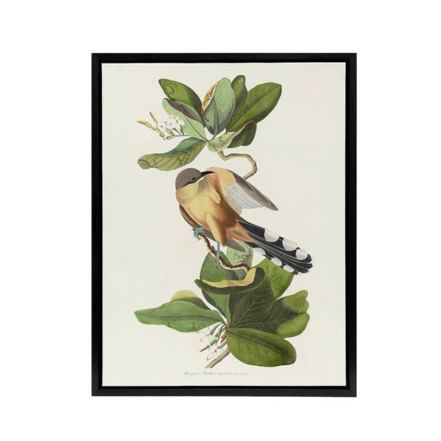 "Artery8 Mangrove Cuckoo Apple Flower Audubon Nature Black Framed Canvas Art in White - Size: W12"" x H16""" - image 1