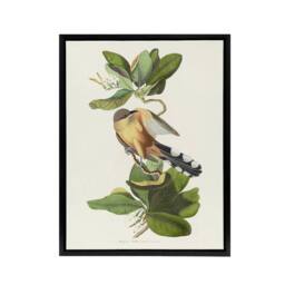 "Artery8 Mangrove Cuckoo Apple Flower Audubon Nature Black Framed Canvas Art in White - Size: W12"" x H16""" - thumbnail 1