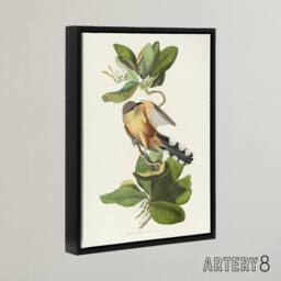 "Artery8 Mangrove Cuckoo Apple Flower Audubon Nature Black Framed Canvas Art in White - Size: W12"" x H16""" - thumbnail 2