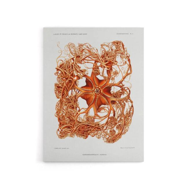 "Artery8 Deep Sea Basket Star Illustration Albert I Canvas Wall Art Print in White - Size: W12"" x H16""" - image 1