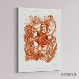 "Artery8 Deep Sea Basket Star Illustration Albert I Canvas Wall Art Print in White - Size: W12"" x H16""" - thumbnail 2