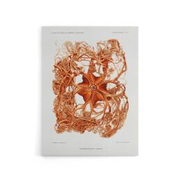 "Artery8 Deep Sea Basket Star Illustration Albert I Canvas Wall Art Print in White - Size: W12"" x H16""" - thumbnail 1
