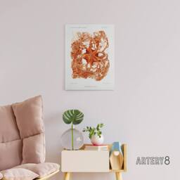 "Artery8 Deep Sea Basket Star Illustration Albert I Canvas Wall Art Print in White - Size: W12"" x H16""" - thumbnail 3
