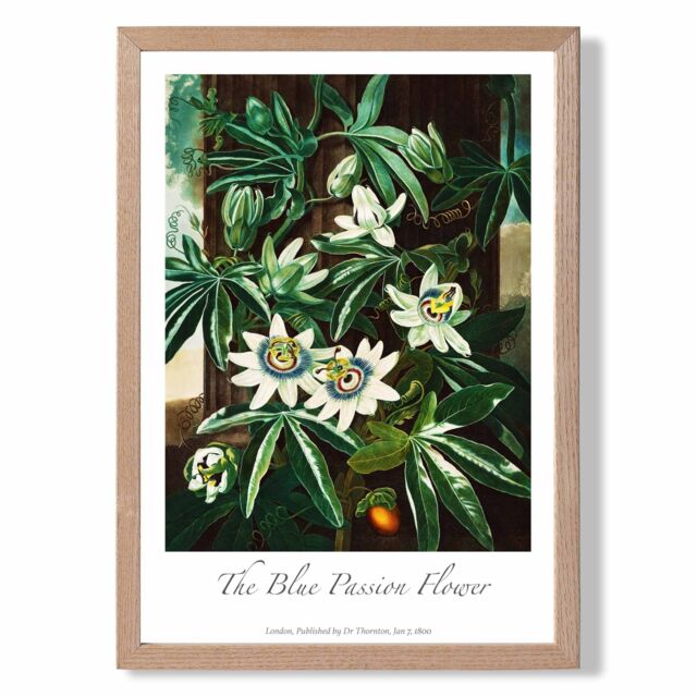 ARTZE Vintage Floral Exhibition - Blue Passion Flower Framed Print SIZE: A2 with Oak Frame in Green - Size: A4 - image 1